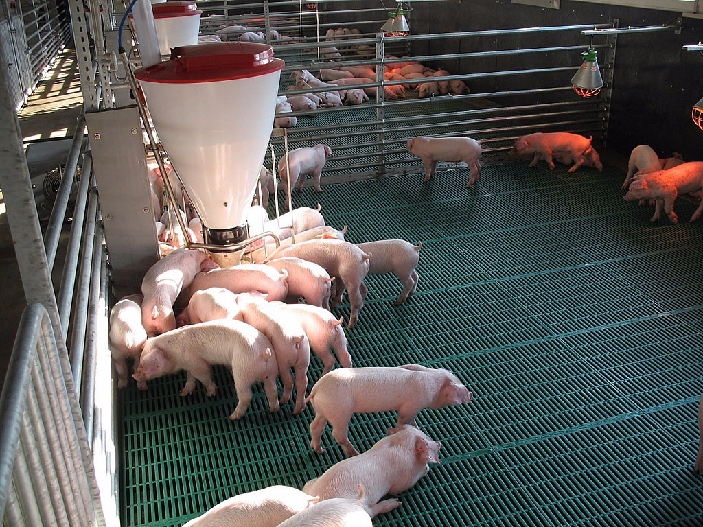 Бизнес план по выращиванию свиней на мясо